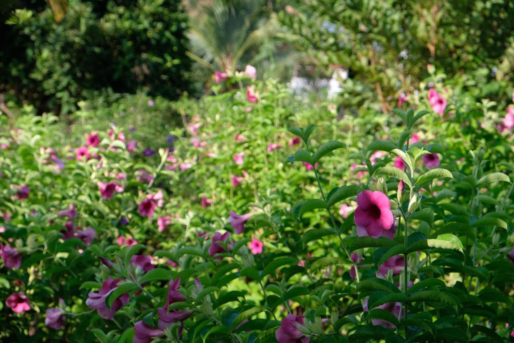 Bungalow - Farmstay Hoa Rung U Minh Cà Mau Eksteriør bilde